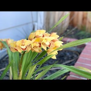 Meet your Posher, Nikie